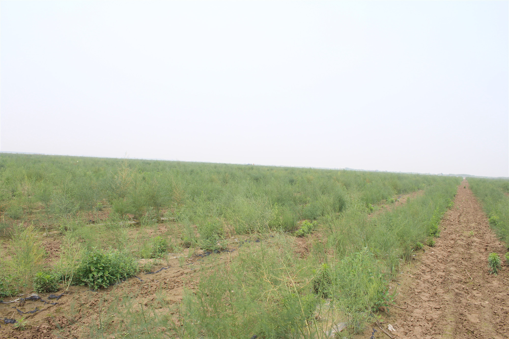 野生石刁柏图片大全,石刁柏果实的功效与作用