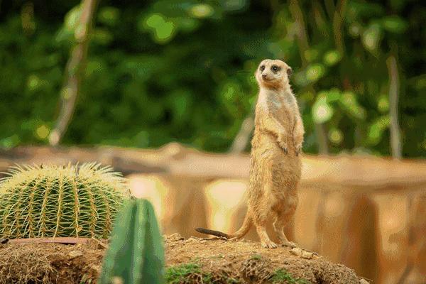 青岛西海岸新区啤酒节门票,33届西海岸啤酒节一日游