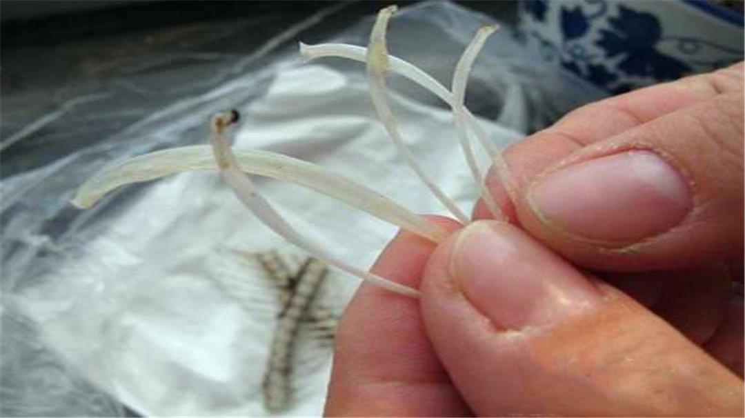 鱼刺扎伤手后感染的是什么菌,干鱼刺扎破手会感染细菌吗