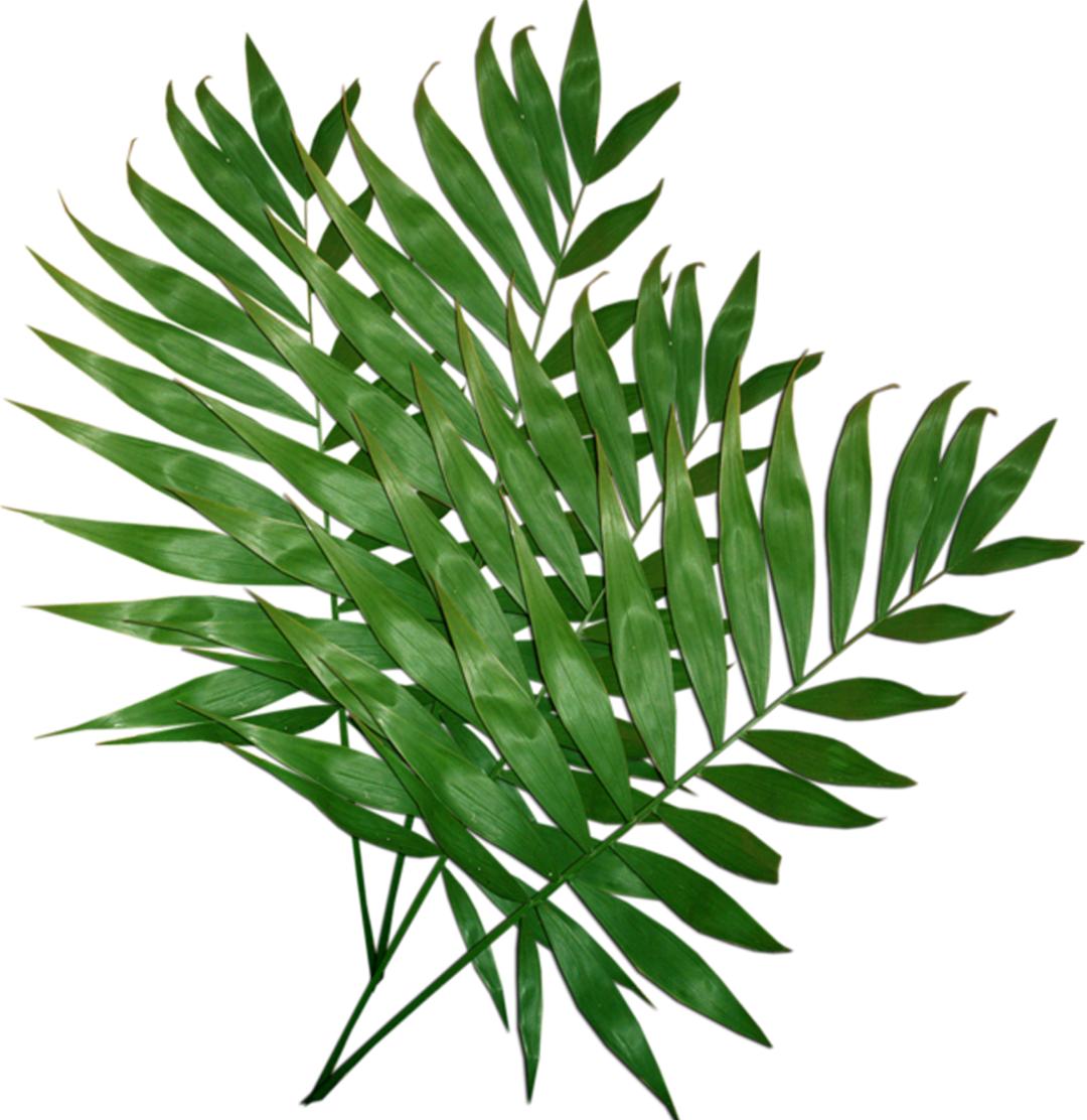 Big胆假设一下，假如新西兰没被殖民统治过会怎么样？