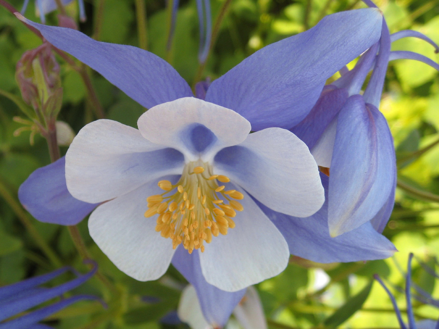 绿山墙的安妮内容概括英文,绿山墙的安妮大概解读