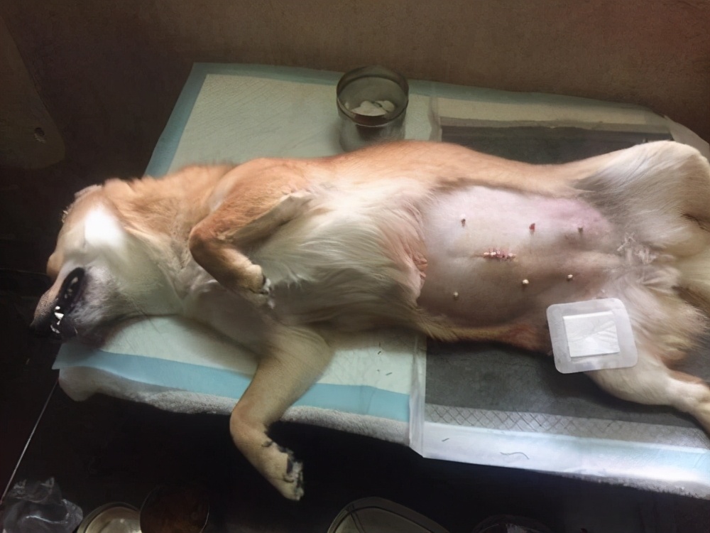 母狗比公狗矮怎么扶,母狗比公狗容易记仇