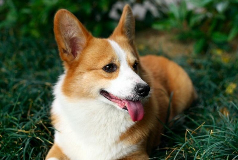 防止狗狗掉毛的小妙招,不想狗狗短命就别做这6件事情