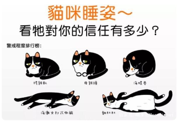 新养猫如何引导它的好习惯,教你轻松掌握养猫方法