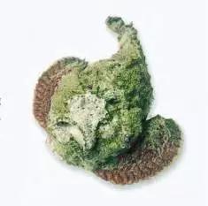 目前最顶级的海鲜鱼,世界上最顶级的海产鱼类