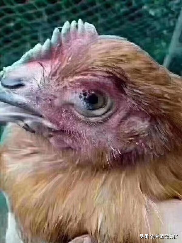 由支原体感染引起的咳嗽怎么治,呼吸道支原体怎么能彻底治好