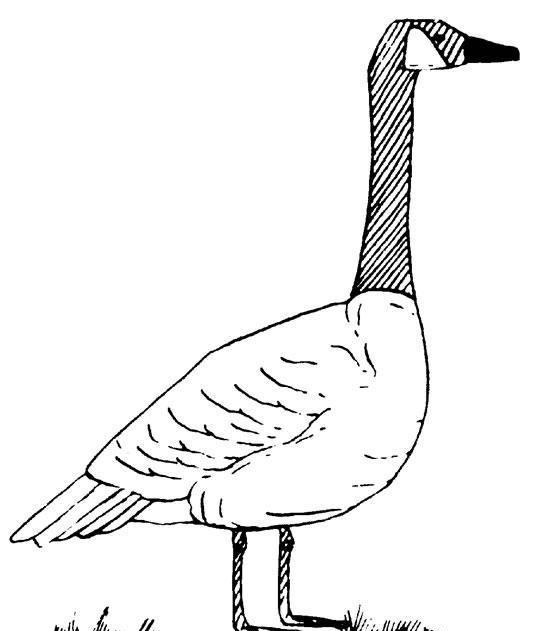 遇见恶霸你怎么办,遇见大鹅你应该怎么逃