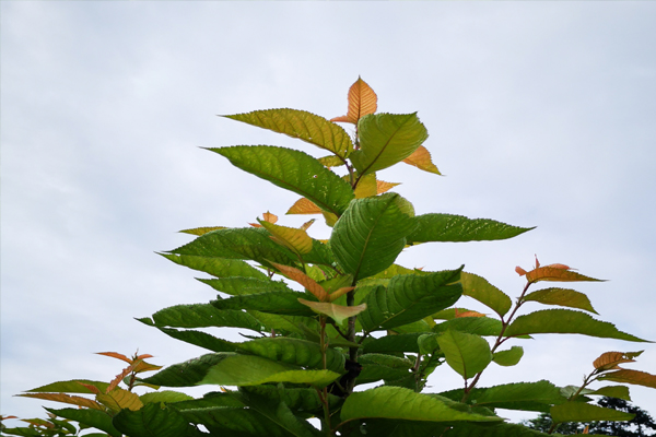樱桃树缺铁怎么补救最好,樱桃树缺磷有什么症状