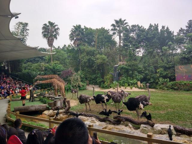 广州番禺区长隆野生动物世界缆车,广州旅游长隆野生动物世界