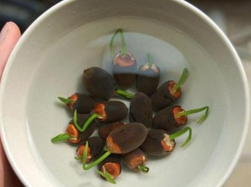 碗莲在家怎么养才能开花多,怎么养碗莲才能养得好