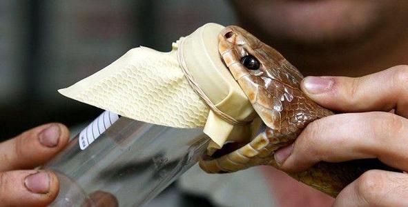 蛇獴都不敢动的眼镜王蛇,蛇獴蜜獾眼镜王蛇