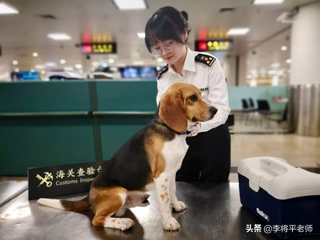 海关如何知道你带了活物入境？细数中国入侵生物中的英雄和耻辱们