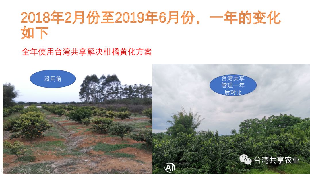 沙糖桔的黄叶病用药,沙糖桔果树黄化病特效药