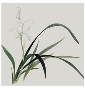 兰花只看叶片如何分类,兰花品种区分简单明了的方法