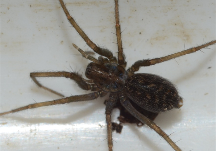 家里出现大蜘蛛是什么蜘蛛,家里来了个大蜘蛛打死了预示什么