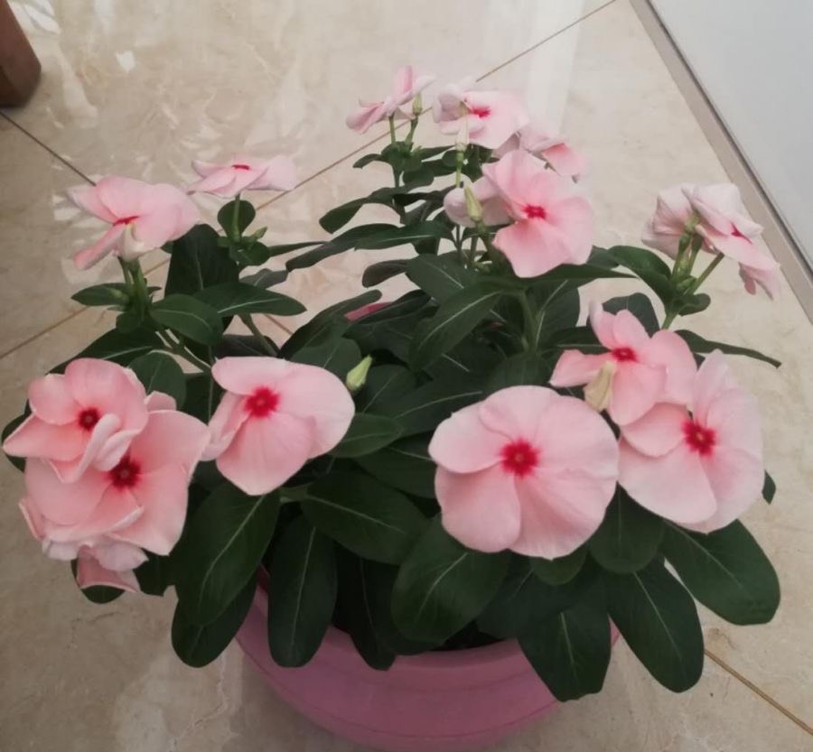 养长春花注意几点细节全年开花,长春花花期需要施肥吗施什么肥好