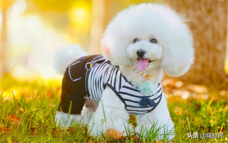 解决狗不爱吃饭的方法,纠正狗狗护食后不吃饭了