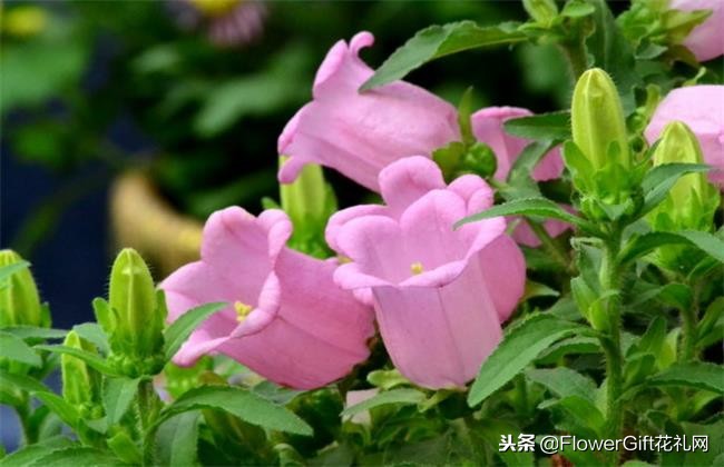 开花风铃草,开花植物金铃铛