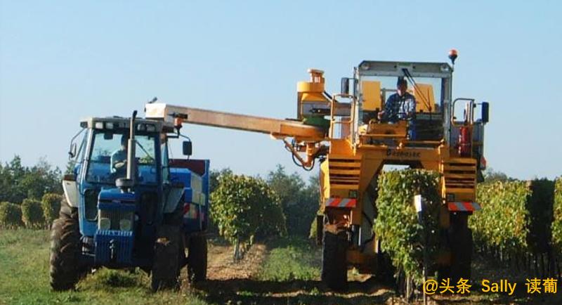 红酒在酒庄经历了什么?争议如此大?朱广权式幽默告诉你