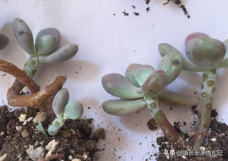 多肉桃蛋蔫了怎么办,多肉桃蛋为啥蔫了