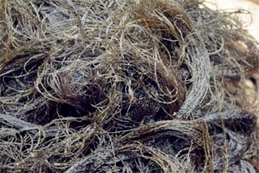 这菜贡献皇宫2000多年，现在有钱也难买到手，遇上它是您的福气