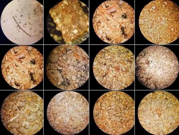 猪呕吐打什么针?猪呕吐是什么原因?这四种情况要重视起来