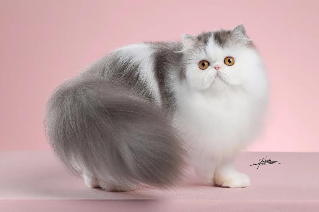 猫舍长毛猫洗护日常分享,无毛猫的清洁与护理全攻略