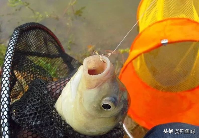 野钓用钩实用性很高的钩型,野钓入门鱼钩的选择图解