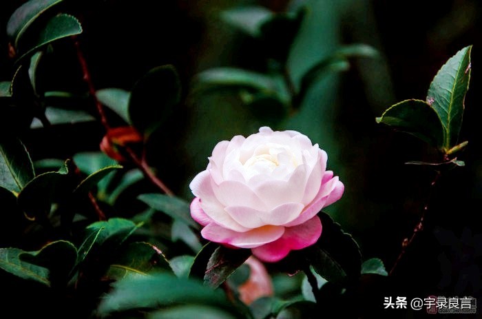 霸气的句子超拽潇洒不带脏字,抖音赞美点赞的霸气句子