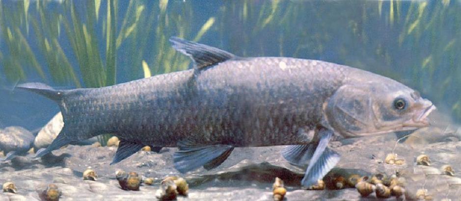 常见水生鱼类图册,水生动物大全