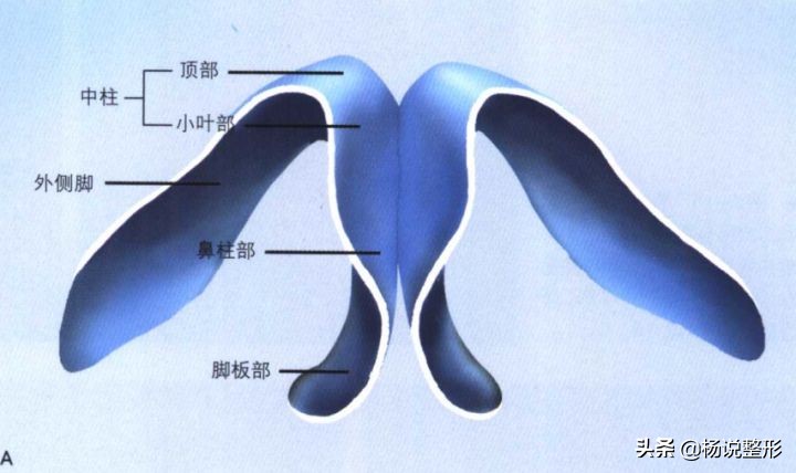 捏鼻梁神器变高真的吗,徒手捏鼻梁是真的吗