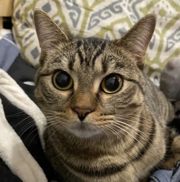 五千块钱买猫,五千块的猫咪