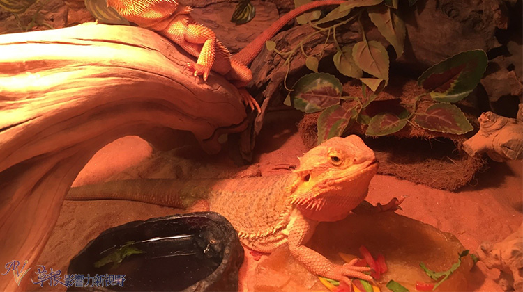 越南自驾游一日游视频,越南一日游芒街和谅山