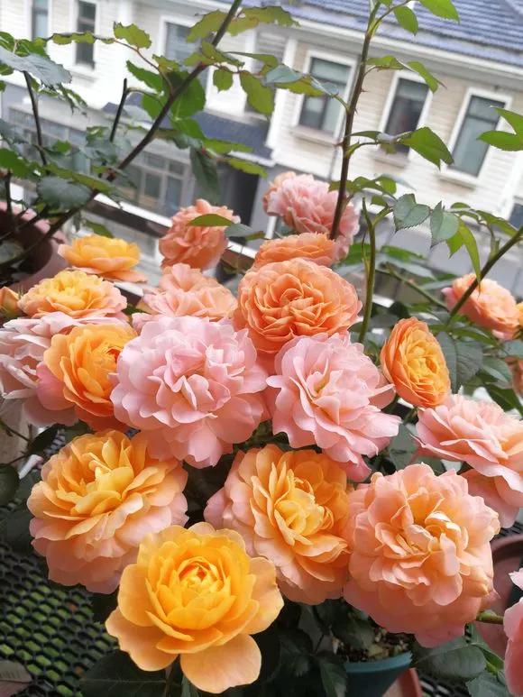 已经腐烂的柳树皮养花怎样用,柳树皮直接放盆土养花