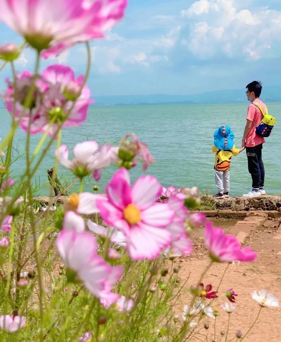 滇池边绝美花海,滇池南岸花海