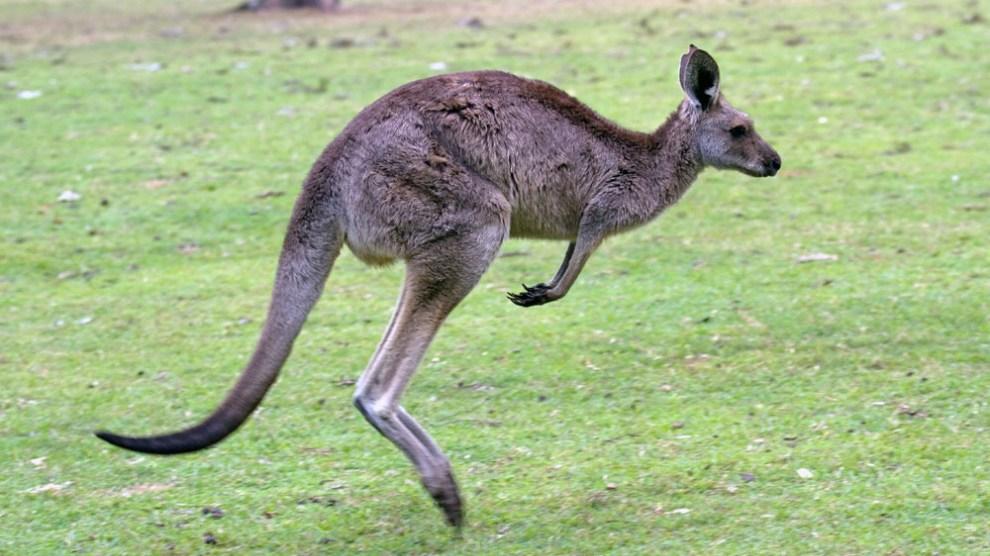 澳大利亚袋鼠真的很多吗,澳大利亚袋鼠出口袋鼠肉