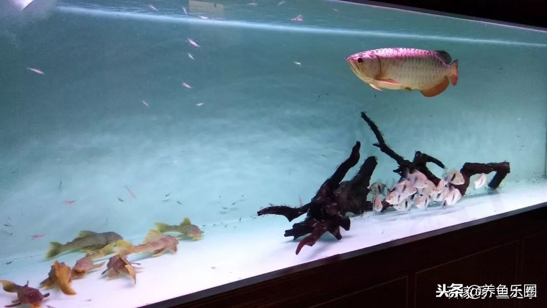 这位土豪家的渔场，光滤材就花了500多万，你确定不要见识一下？