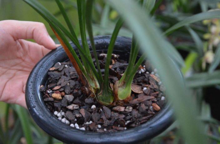 兰花换盆如何修剪根系,兰花换盆根系修剪