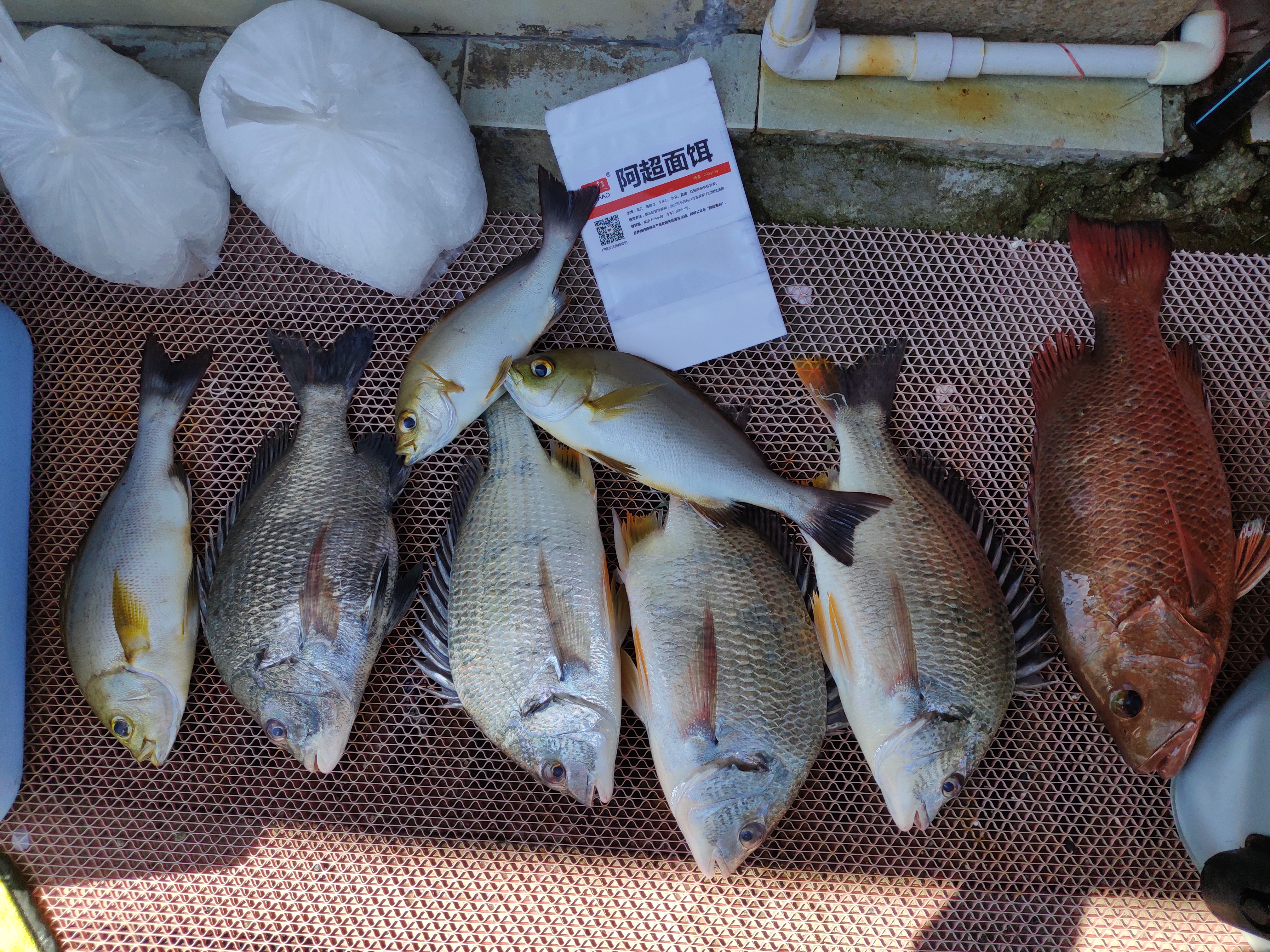 如何钓黄鳍鲷,内河钓黄脚立鱼的正确方法