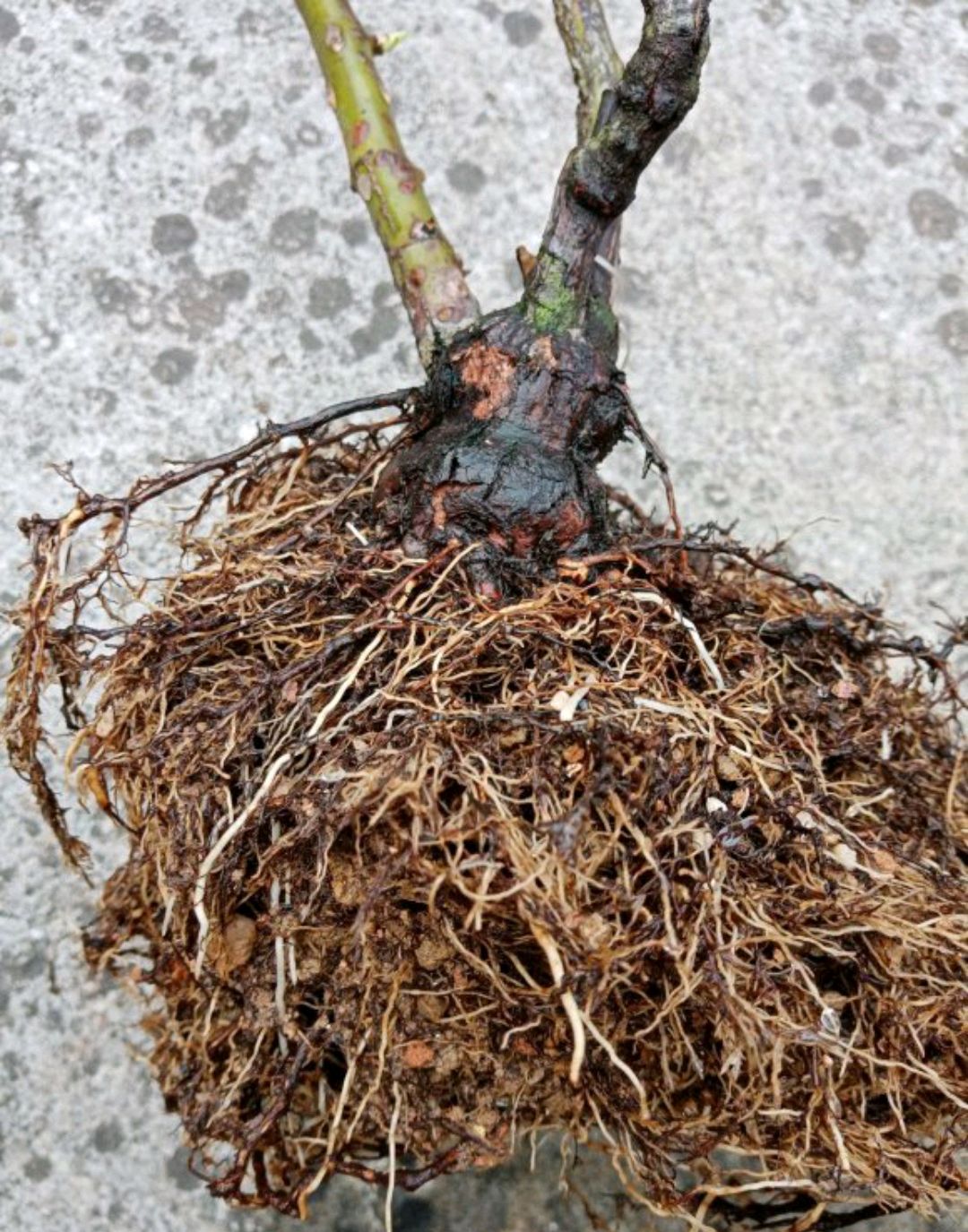 求助月季大神:第一次给月季洗根，洗根以后的月季根系正常吗？