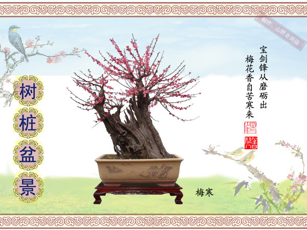 高山杜鹃花老树桩盆景,大树桩盆景欣赏