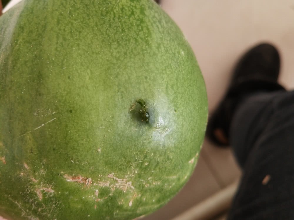 甜瓜叶斑病的防治方法,甜瓜叶斑病的根治方法