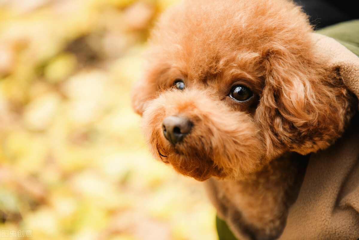 养狗注意事项狗狗呕吐是怎么回事,养狗须知泰迪最害怕的七件事