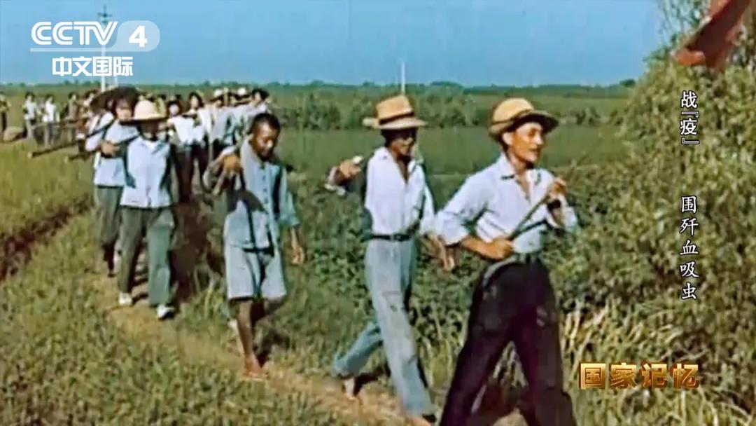 灭杀钉螺,消灭钉螺是消灭血吸虫的重要手段