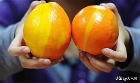 脐橙怎么看真假,怎么分辨真假脐橙