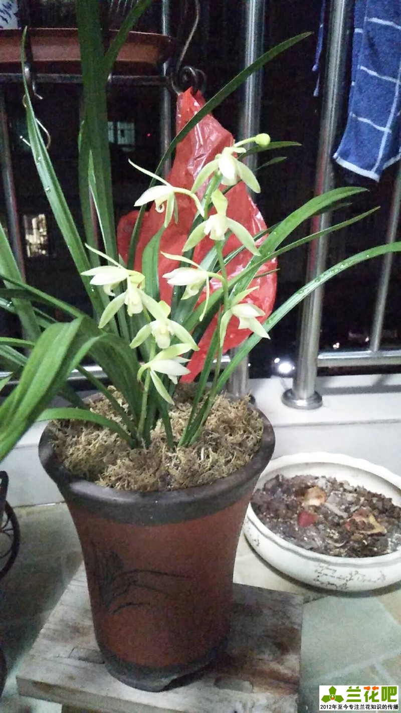 兰花浇水为了达到“润”，在3种花盆上，分享我走的弯路