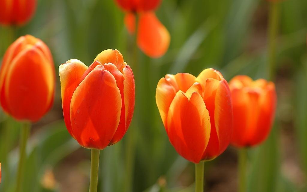 不同颜色的郁金香代表什么花语,不同颜色郁金香的花语和象征意义