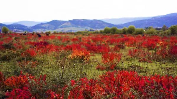 丽江旅游交通攻略路线地图,丽江应该选择怎样出行