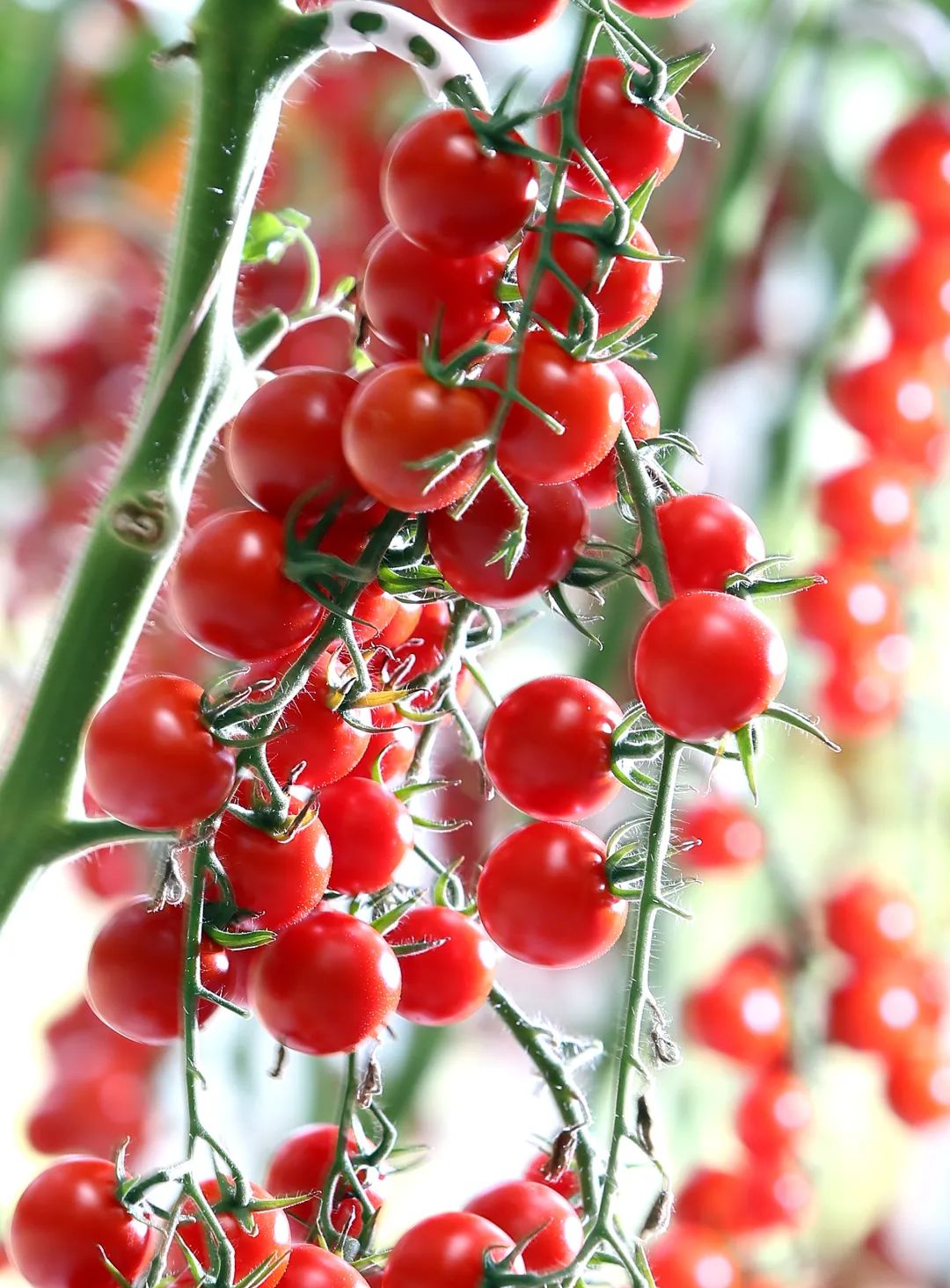 蓝城史诗级田园巨著，或将引领十万武汉人“上山下乡”