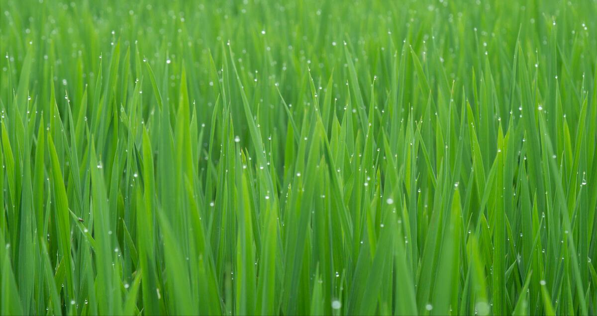 水稻种植户杨良金,杨良金有机大米